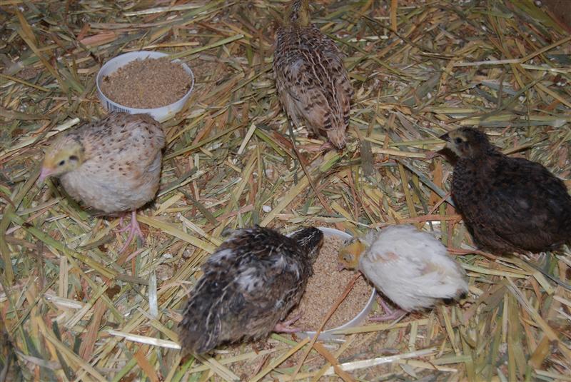 DSC_0768 (Custom).JPG