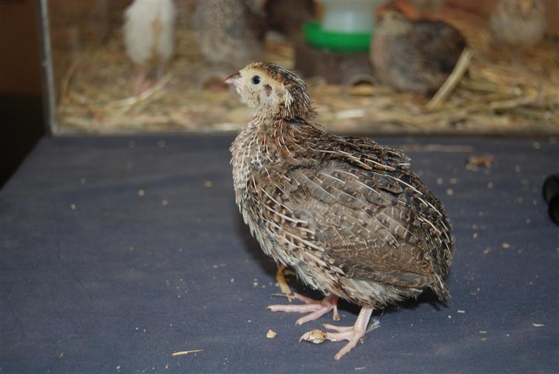 DSC_0773 (Custom).JPG