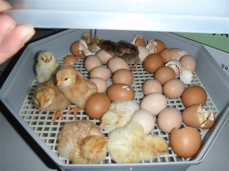 PA020359 (Custom).JPG