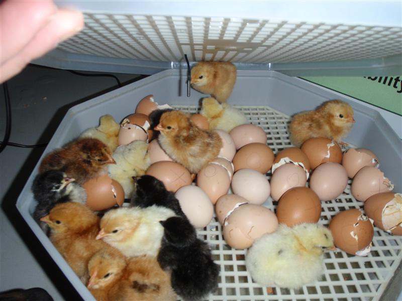 PA020360 (Custom).JPG