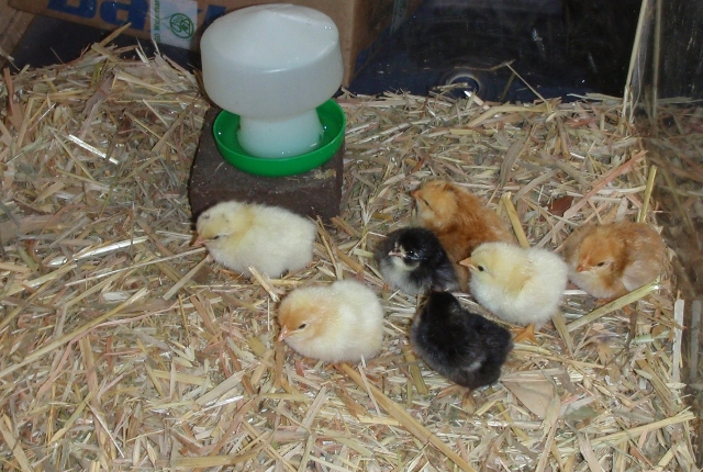 In thier new home and on display for all to see..jpg