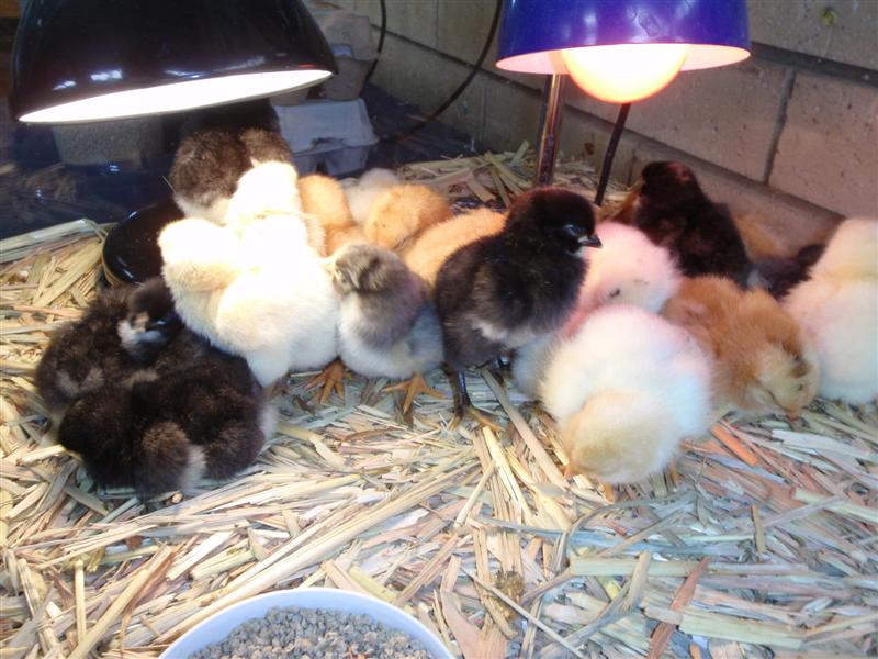 PA040362 (Medium).JPG