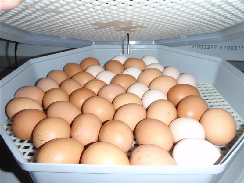 PA040361 (Medium).JPG