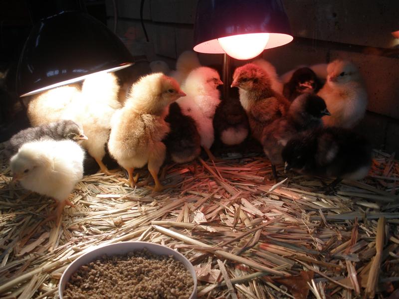 PA040215 (Custom).JPG