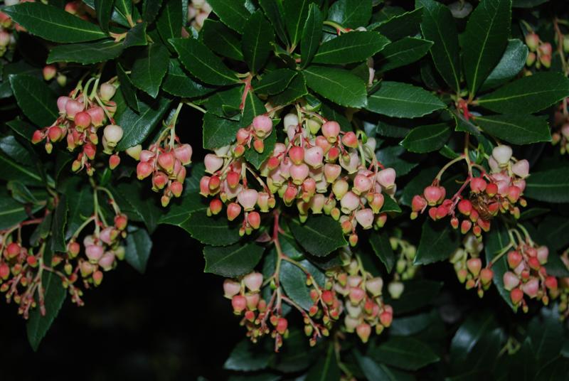 DSC_0160 (Medium).JPG