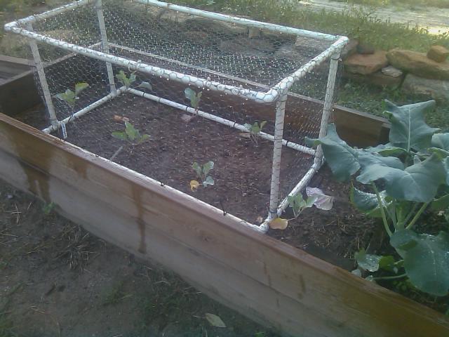 10-11-2011 Cauliflower starts planted a week ago.jpg