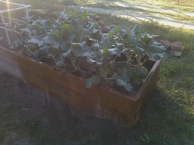 10-11-2011 Broccoli powering along.jpg