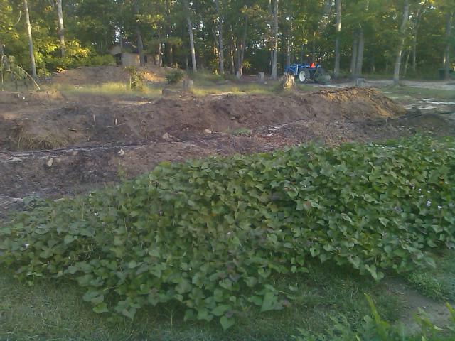 10-11-2011 Sweet potato bed.jpg