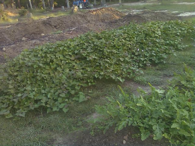 10-11-2011 Sweet Potato Raised Dirt Bed.jpg