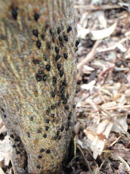 PA160011 (Medium).JPG