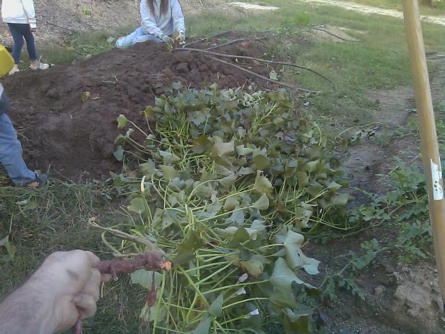 10-24-2011 One Sweet Potato Plant.jpg
