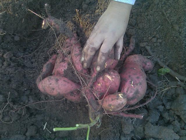 10-24-2011 grown from a 6 inch vine cutting.jpg