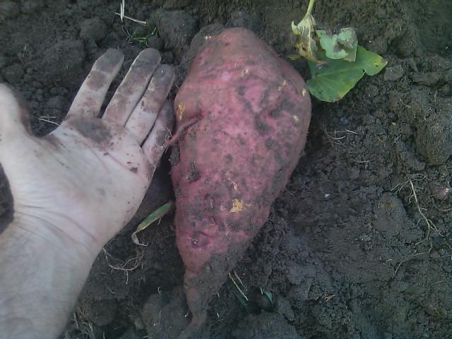 10-24-2011 one sweet potato.jpg