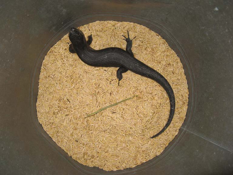 skink in feed bin.jpg