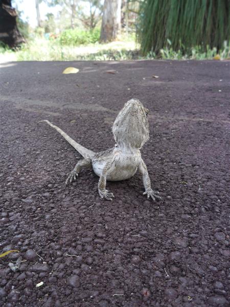 SAM_0977 (Medium).JPG