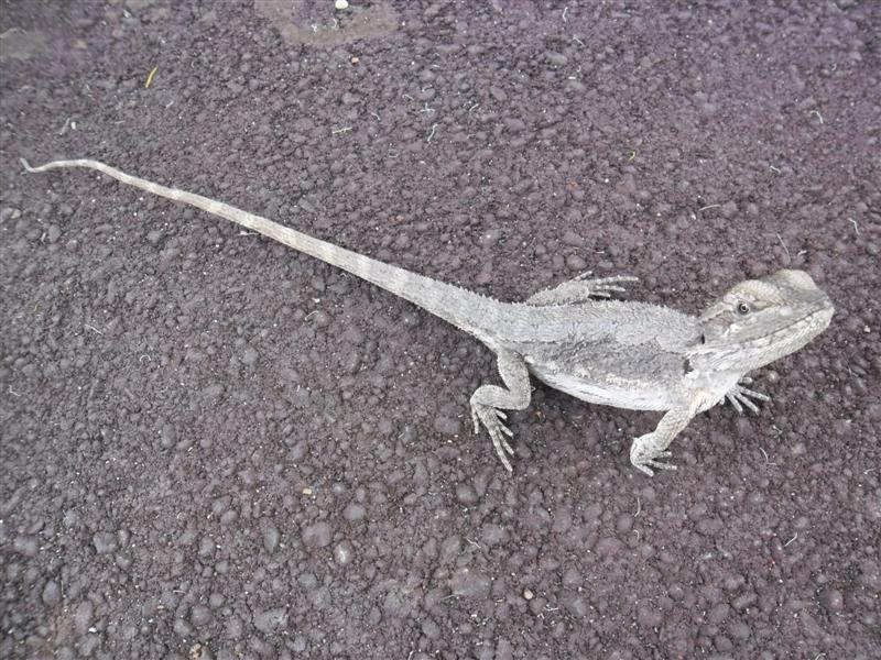 SAM_0978 (Medium).JPG