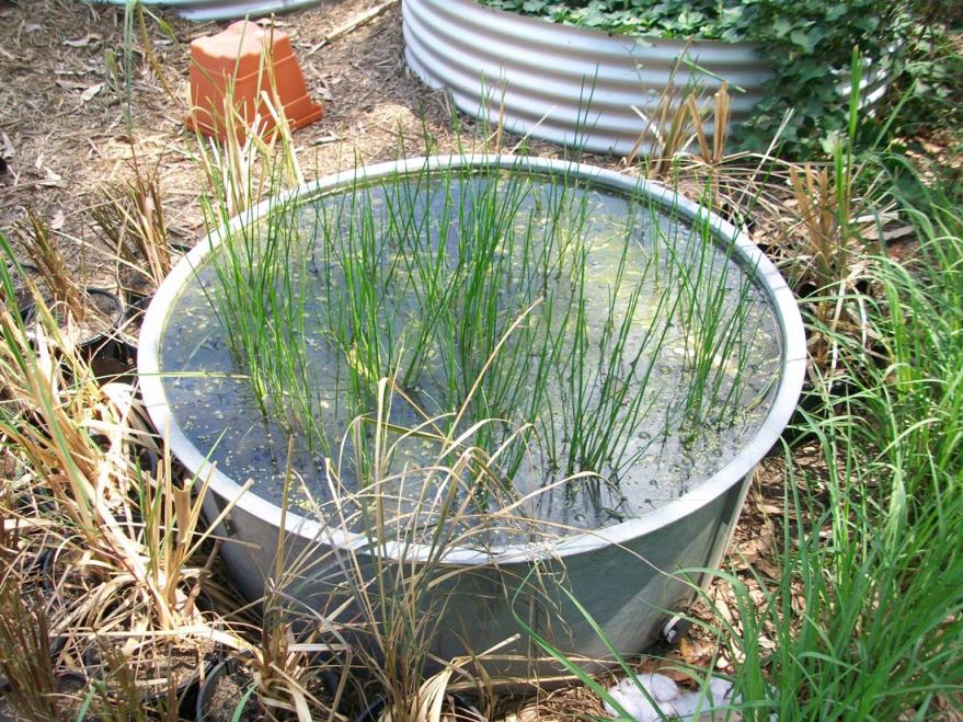 100_2966 (small).jpg