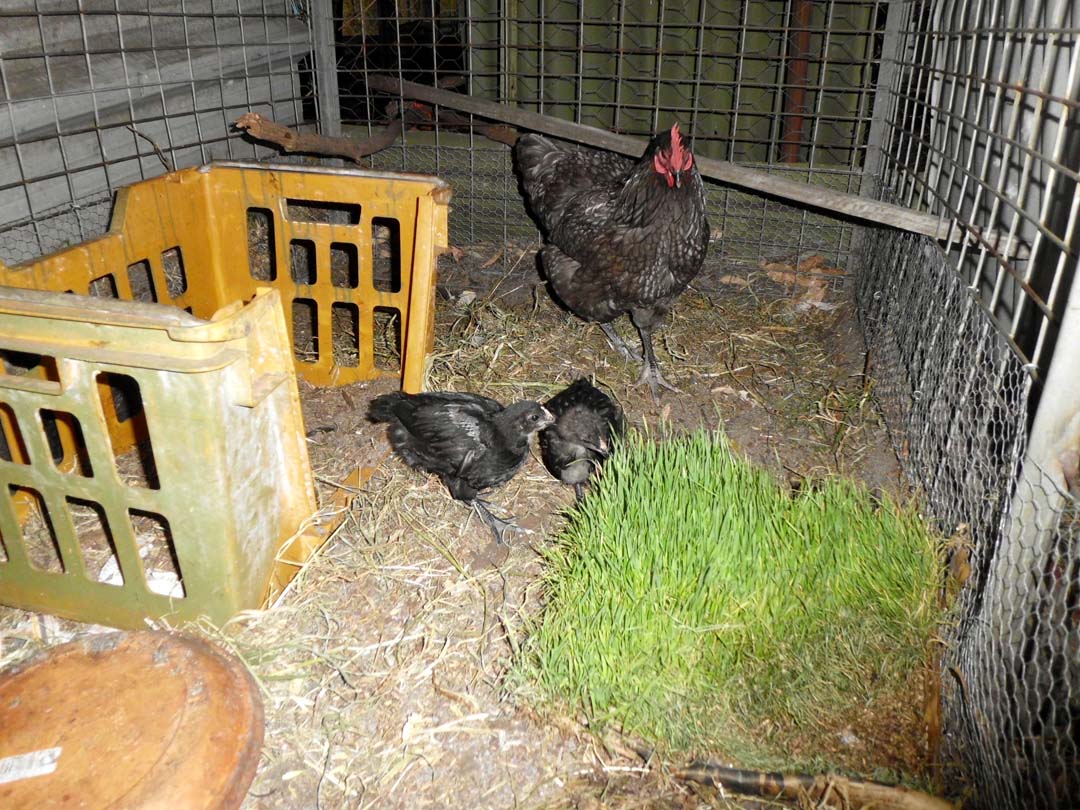 mother hen and growing chicks.jpg