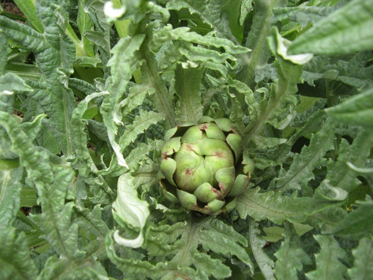 artichoke.jpg