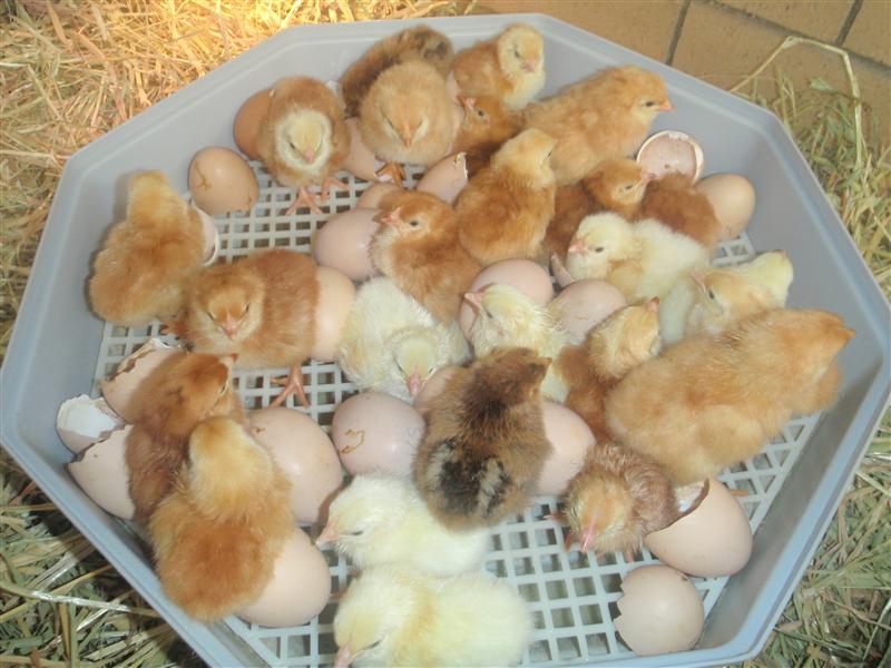 PB210379 (Custom).JPG