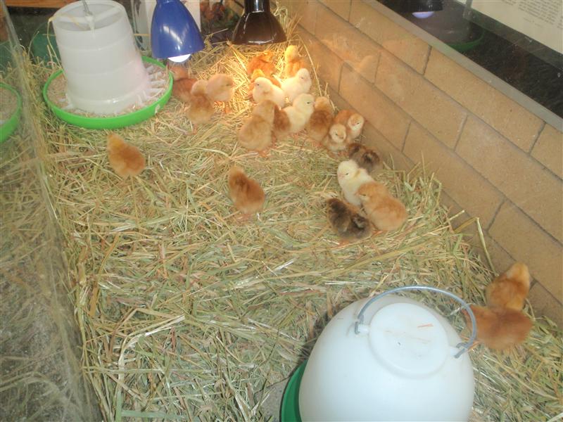 PB210383 (Custom).JPG