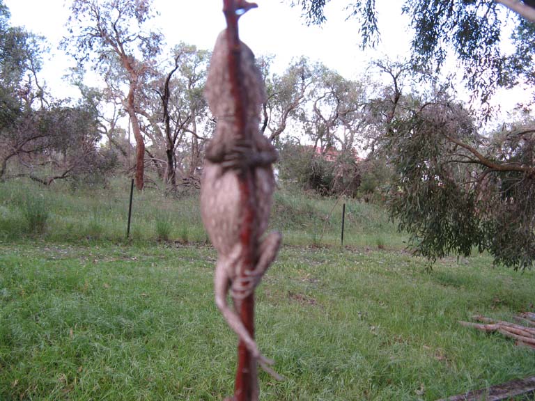 bearded dragon 2.jpg