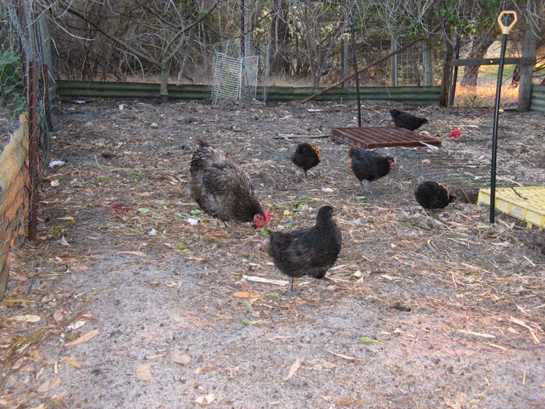 chicks growing up.jpg