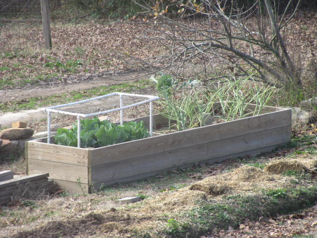 12-16-2011 Broccoli and Cauliflower.jpg