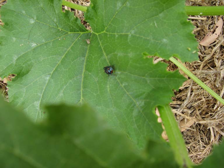 what bug is that.jpg