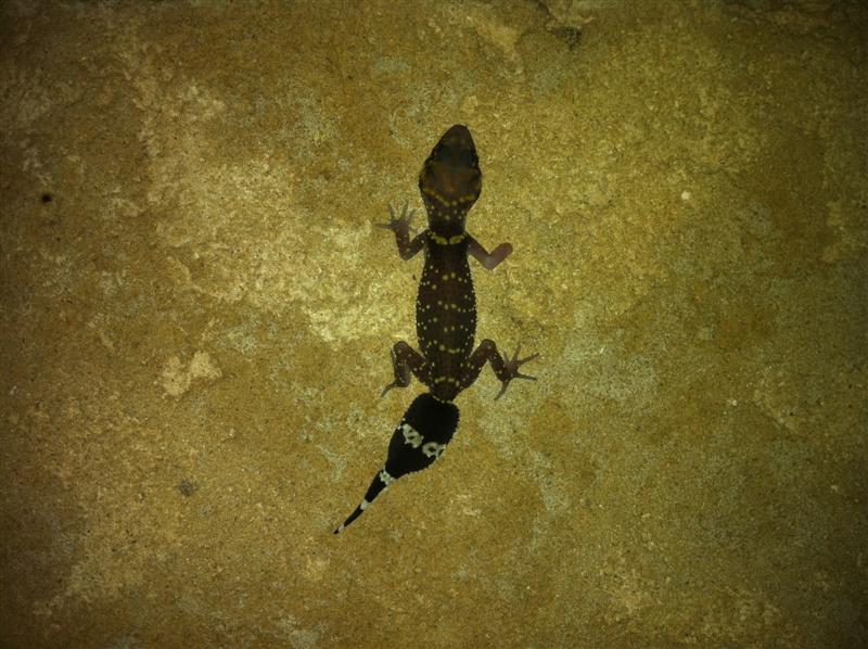 IMG_1687 (Medium).jpg