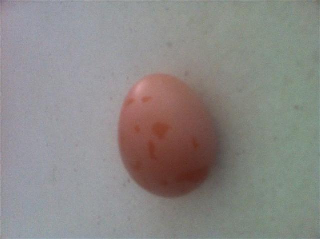 First Egg (Small).JPG