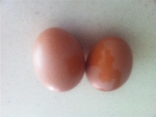 Second Egg (Small).JPG