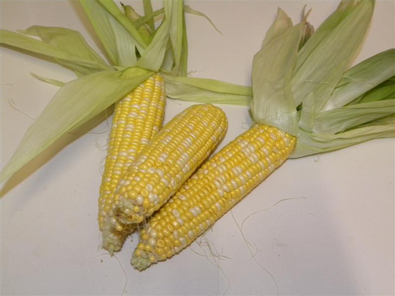 gardens byf 040 (Medium).jpg