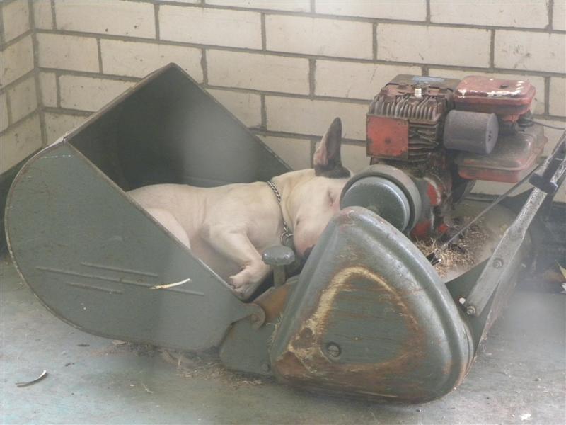 Lilly 012 (Medium).jpg