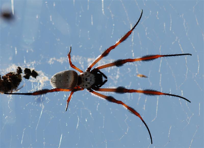 DSC_0945 big spider (Custom).jpg