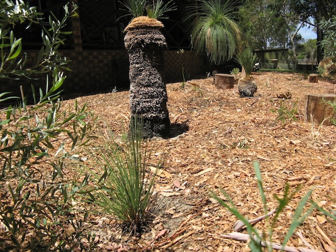 native bush food garden.JPG