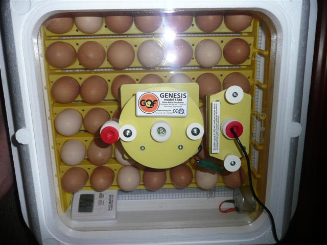 todays pics 026 (Small).jpg