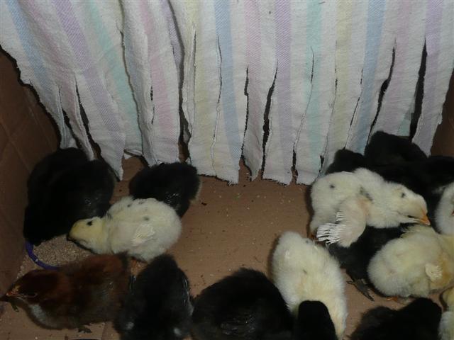 todays pics 028 (Small).jpg