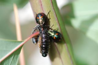 Sawfly larvae with predators in tow.jpg