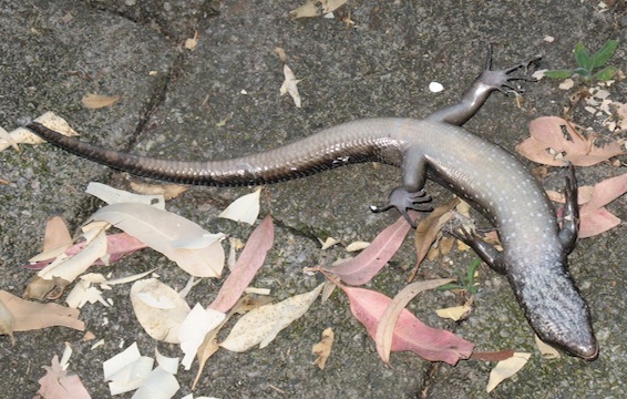 skink stunned.JPG