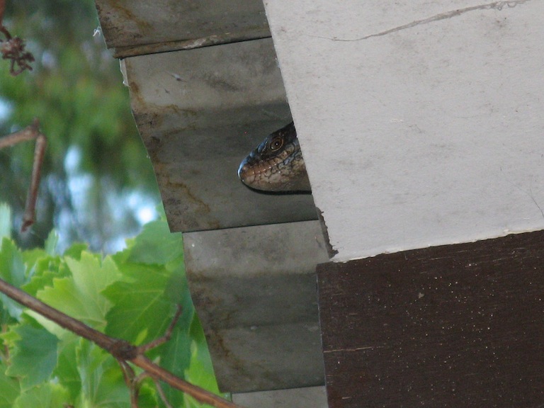 skink eaves 2.JPG