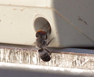 CollingwoodWasp3.JPG