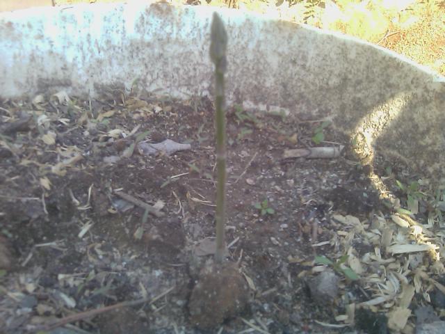 3-18-2012 Asparagus starting to show itself in the wicking barrel.jpg