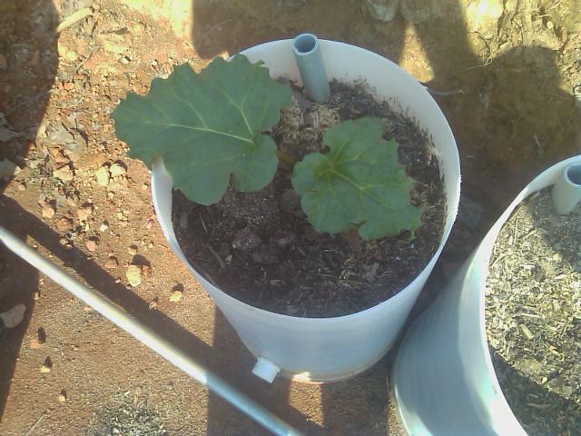 3-18-2012 Rhubarb doing well in wicking barrel.jpg