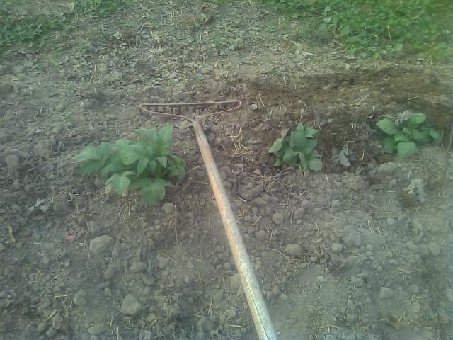 3-22-2012 raking dirt to hill potatoes.jpg