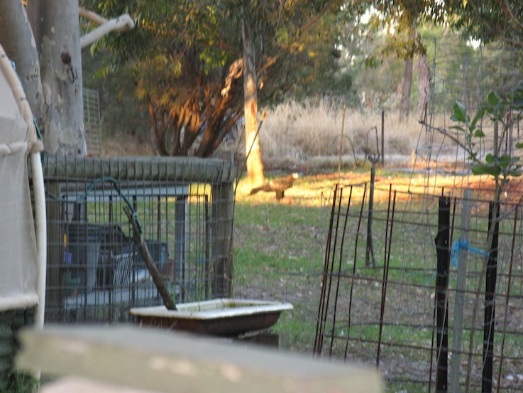 eagle with rooster.JPG