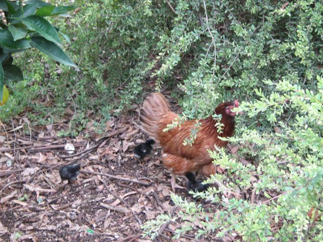 Assorted photos 2010 012 (Small).jpg