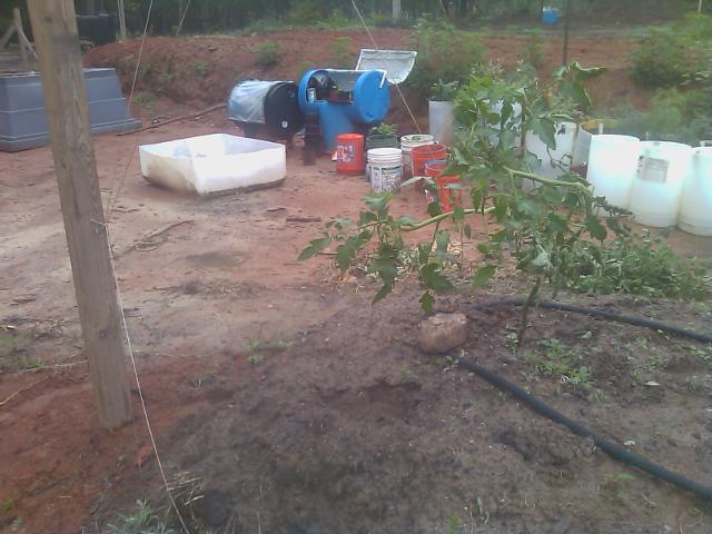 4-21-2012 Stringing up the tomato plant.jpg