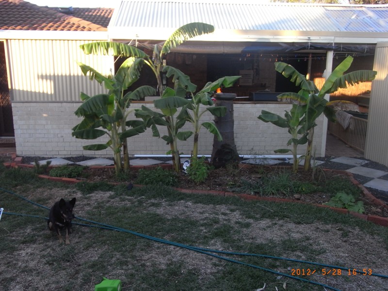 backyard_280512 003resize.jpg