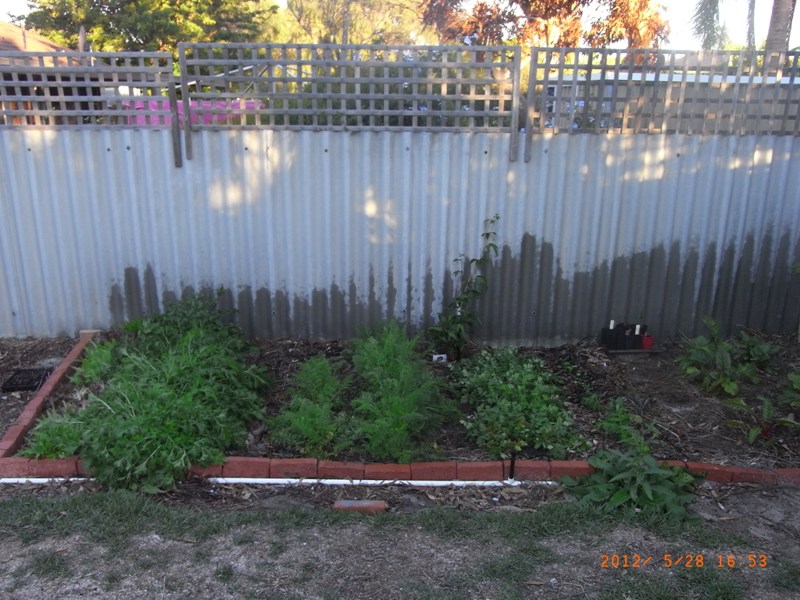 backyard_280512 005resize.jpg